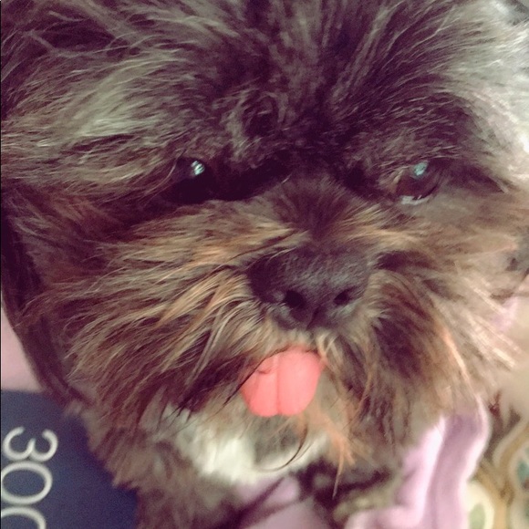 Meet your Posher, Callan - Picture 8 of 8